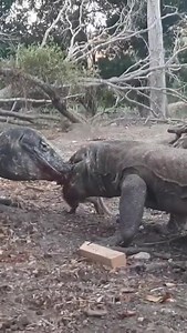 Exo Wildlife on Reels