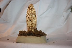 Morrell Mushroom Carving: Eine einzigartige und detaillierte handgeschnitzte Pilzskulptur - Etsy.de
