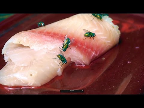 Maggot farming for small pets