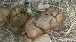 Four Russian girls poo in the woods..