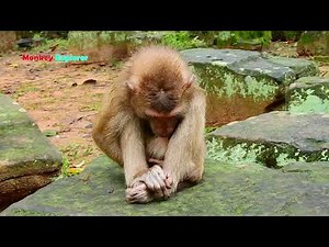 O.M.G! Why Poor Orphan Abandoned Monkey Rolex Usually Milking His Private Thing Like That?