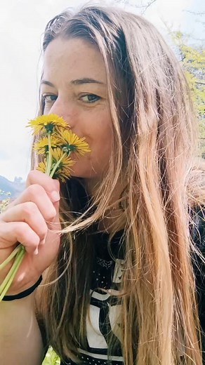 La fleur de pissenlit 🌞 Une balade dans le verger, un panier sous le bras, et nous voilà en train de cueillir ces petites étoiles jaunes pleines de soleil. Bientôt, une confiture dorée comme le printemps ☀️🌼 #cotedazurfrance #mercantour #paysan #confiturier @explorenicecotedazur @visitcotedazur @espritparcnational | Sarah de Caqueray