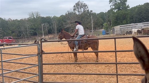 RED DAWG , 10 years old , 15 hands , Rides , works single and double , packs | Max Bishop