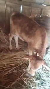 8.7K views · 47 reactions | Jersey cow with calf 9149578426 Ist lactation 6kg milk present Location =jablipora bijbehara anantnag Asking price =60000 9149578426 Add promotiom 9797287855 Follow land of Kashmir | Land of Kashmir | Facebook