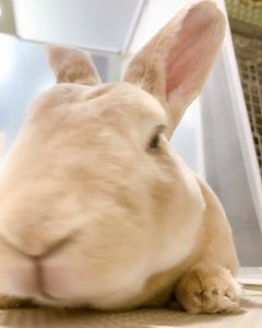 🎥 IG : haru_hiko113 | Bunny Instagram