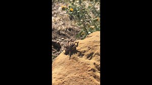 Horned lizards have long appeared as motifs in art throughout North America. With gazes that seem to carry infinite wisdom and power, it’s easy to see how these “horny toads” were inspirational. In fact, several indigenous cultures within the Four Corners region and beyond portray these lizards within ceremonies as symbols of strength and healing. Stories depict the horned lizard as Grandfather, or Cheii in Navajo, to be picked up and held over the heart for good luck and prosperity before being