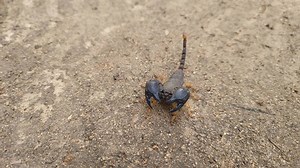 7.9K views · 63 reactions | A formidable pair of pincers, with purpose. These burrowing scorpions, as their name suggests, are known for constructing elaborate and deep burrows. #arathusasafarilodge #arathusa #LuxurySafariLodge #luxurysafari #southafrica #wildlife #scorpion | Arathusa Safari Lodge | Facebook