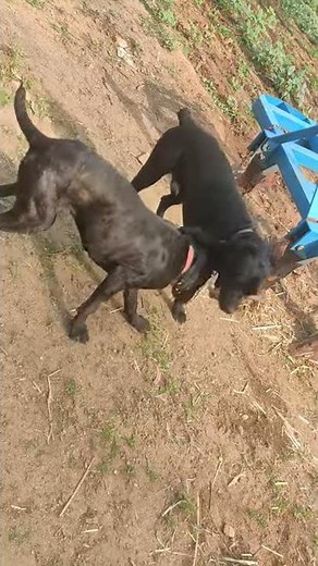 Cane Corso, Wild boar hunters.