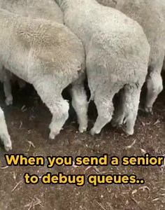 🙄 #programmer #aluth | Aluth