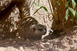 Digging is what meerkats do! Meerkats will use their sharp claws to dig complex tunnel systems. To encourage this natural behavior, the animal care team will bring in new items that will allow the meerkats to get curious and dig up, tunnel through, and make a mess! | Reid Park Zoo