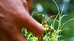 4.1K views · 27 reactions | The Ultimate Citrus Grafting Guide: From Beginner to Pro | GardeningFruit | Facebook