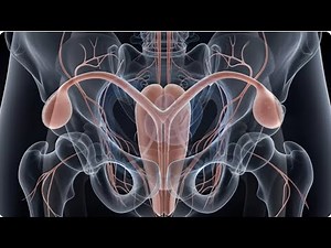 Unlocking the Clitoris: Full Anatomy & Pleasure Guide #ClitorisAnatomy #SexualHealth #FemaleAnatomy