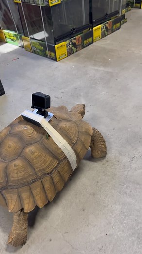 2.3K views · 1.9K reactions | Todays Reptile reel brought to you by our @gopro Sulcata tortoise. We actually have a pair of these in our Oceanside store right now! | LLLReptile & Supply | Facebook