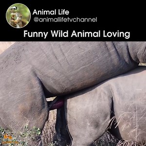 178K views · 1.4K reactions | Funny animals mating! Animal Life | Animal Life | Facebook