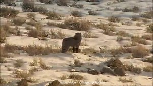 13K views · 116 reactions | Indian Vision - Chirapaq (Alborada) | Howling Beauties | Facebook