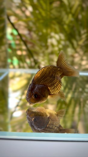 Buffalo ranchu goldfish #aquarium #aquariumhobby #aquariumfish #goldfish #goldfishtank #ranchugoldfish # | WET PETS Aquarium