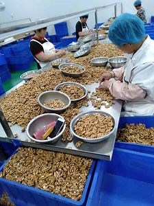 [Hot Item] Fresh Whole Nuts Raw Halves Kernels Fruit Walnut High Quality Organic Halves Walnut Kernel Without Shell