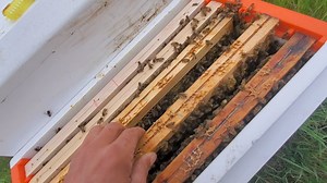 44K views · 552 reactions | Petit rucher d'élevage. Vérification de l'acceptation des reines fécondées. | L'Abeille de Lorraine | Facebook