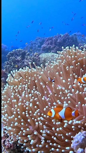 393 reactions · 143 shares | The real clownfish is six to eleven...
