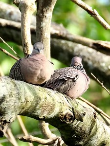 Spotted dove birds | 𝐍𝐚𝐭𝐮𝐫𝐞 𝐏𝐡𝐨𝐭𝐨𝐬 𝐁𝐨𝐨𝐤