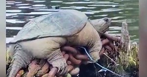 ‘Chonkosaurus’: Kayakers encounter giant snapping turtle along Chicago River