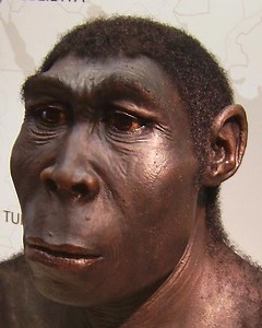 Ομοιότητες και διαφορές μεταξύ homo erectus και homo sapiens - Νέα 2026