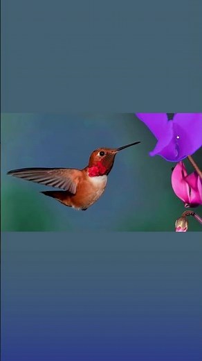 تعلم تصميم عروض احترافية بسهولة مع Canva🎨