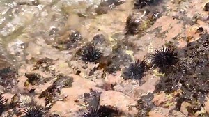 Playa La Soledad a 35 minutos de Playa Azul. Ven y Disfruta los deliciosos camarones a la diabla ó empanizados, se dice que es el mejor lugar para disfrutar la esencia de la Gastronomía de la Costa Michoacana. Ven y comprueba. Video: Es tiempo de Viajar CB Televisión | Playa Azul, Michoacán De Ocampo, Mexico