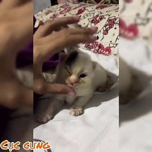 19K views · 1.2K reactions | Lon ton lon ton | Cục Cưng | Facebook