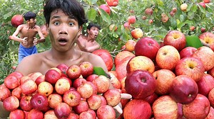 Ultimate Rainforest Survival Guide Apple Harvesting Adventure & Irresistible Forest Feasting! 🍏🌿 | Primitive Boy