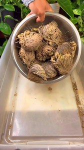 Resurrection Plant #roseofjericho | Foraging Fosters