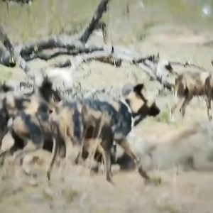 108K views · 2.2K reactions | Wild dogs attack and eat wild boar  Join us to get more information: Amazing Animals | Beautiful Animals | Facebook