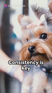 Beyond Basics: Advanced Yorkie Training Techniques #yorkielovers #yorkies #yorkshireterrier #yorkiesofinstagram #yorkieloversworldwide | Yorkie Lovers