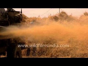 Golden Wheat threshing - slow motion of Indian agricultural action