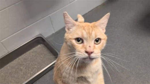 2.7K views · 70 reactions | Adopted ‍⬛李 Luther, an adult male cat available to adopt! He is neutered, vaccinated and microchipped. Come and meet him today! | Genesee County Animal Control | Facebook