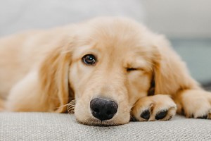 Golden Retriever Breed Guide - Responsible Pet Breeders Australia