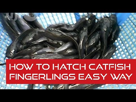How to hatch catfish fingerlings easy way
