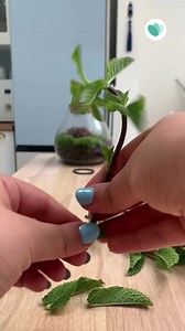6.9K views · 120 reactions | Vous avez acheté de la menthe ? Ne jetez pas les tiges ! Vous pouvez en faire des boutures, pour en avoir toujours sous la main pour vos thés et autres mojitos ​ Un peu de patience, de l'eau et du soleil et hop le tour est joué ! | Too Good To Go | Facebook