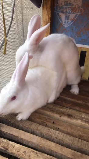 Understanding Rabbit Mating Behavior in Nature