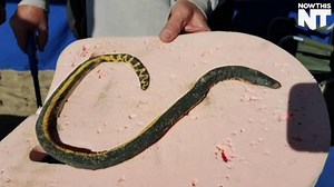 3.9K shares · 645 comments | A rare, venomous sea snake washed ashore in California | NowThis | Facebook