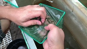 12K views · 149 reactions | Harvesting Austalian red claw Craylings #hendrixbackyard #fishkeeping #aquariumfish | Hendrix backyard TV | Facebook