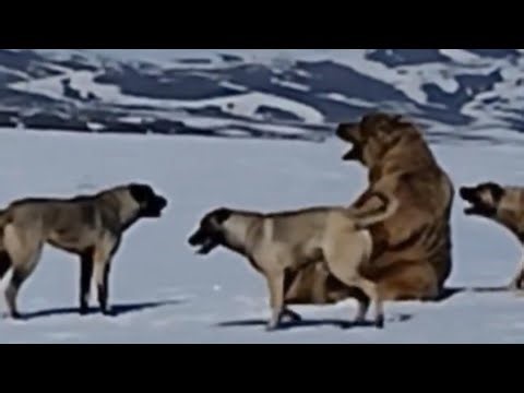 Kangal Dog vs Brown Bear: The Ultimate Showdown