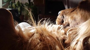 Hand Caressing Petting Dog Cocker Spaniel 库存影片视频（100% 免版税）1044743965 | Shutterstock