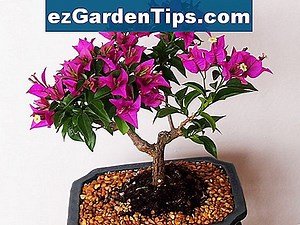Bugambilia Plant Care 🌱 Conseils Jardiniers - Fr.ezGardenTips.com