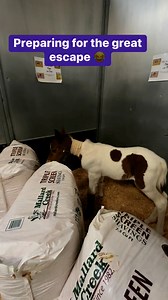 Wild Horse Connection on Reels