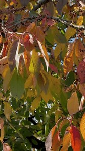 Hybrid Kirschbaum (prunus yedoensis) in der: Stockvideos & Filmmaterial (100 % lizenzfrei) 3914945111 | Shutterstock