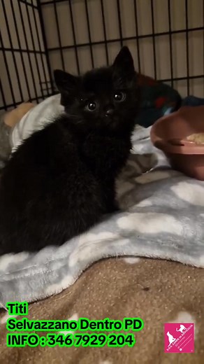 212K views · 7.6K reactions | adottato  ✋ STOP  ALLE TELEFONATE...