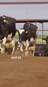 OneTrak is a proprietary dairy ration macro-ingredient that stabilizes the rumen environment, resulting in greater energy utilization of the entire diet. That leads to noticeable gains in milk production and an improvement in the overall health of the herd. | Sweet Bran
