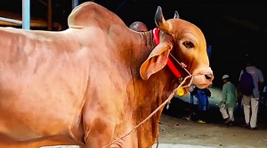 Exclusive Bulls Of Sadeeq Agro 2023 | Gyr Cow In Sadeeq Agro 2023 | Gir Cow | Gir Cow Farm | Big Cow 2023 | • • • • • • • • • • • • • • • • • #eid2022 #qurbanieid #paglagoru #gabtolihaat #bhaikotonilo #gmeranch #sadeeqagro #wealthtechagro #almadinacattlefarm #saaraagrofarm #agro #sohrab #mandi #qurbani #kurbanieid #decoratedbull #brahman #longhorns #texasbrahman #borogoru #giantbull #gyrolando #sibbi #cholistanicow #cow #bigcow #sadeeqagro2023 #cow #gyr #gyrcow #gyrcowfarm | Biggest Cow in Bangl