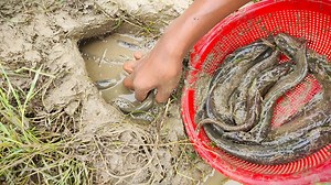 82K views · 160 shares | Hole Fishing Catch A Lot Of Catfish Using Shampoo. | AB Fishing | Facebook
